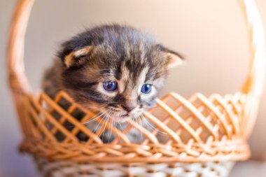 Küçük bir çizgili kedi sepetten görünüyor. Satılık bir sepet içinde a yavru kedi