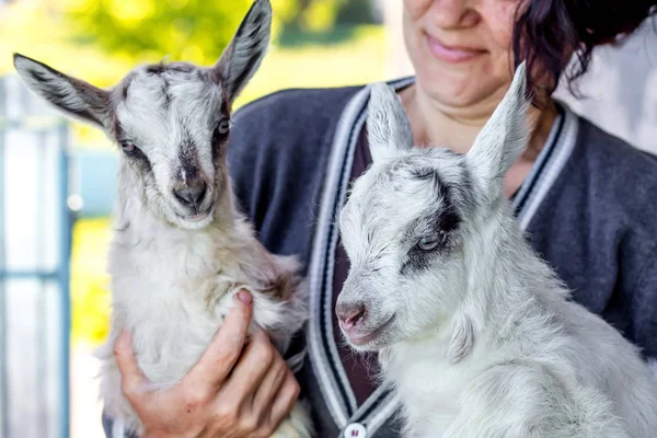 Una Mujer Sostiene Dos Cabras Sus Manos Amor Los Animales — Foto de Stock