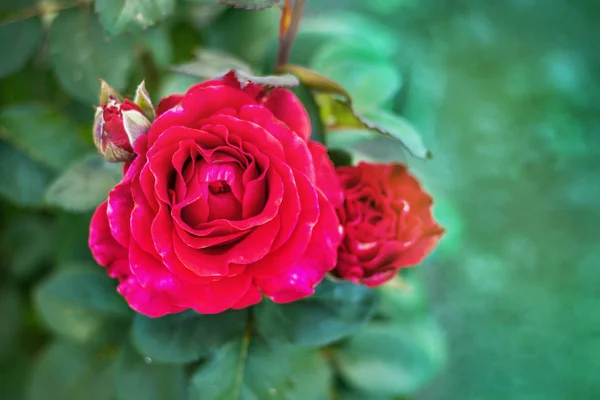 Punainen Ruusu Lähikuva Vihreällä Sumealla Taustalla Ruusut Syntymäpäivä Tai Muu — kuvapankkivalokuva