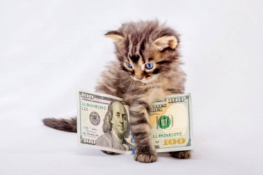 Küçük bir kedi yüz dolar tutar. Fotoğraf çekimi için ödül. Alışveriş yapmak için para
