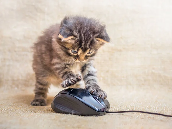 Küçük bir kedi yavrusu bir bilgisayar faresi ile oynanır. Kedi bir fare yakaladı. Eğlenceli çocuklar eğlenceli