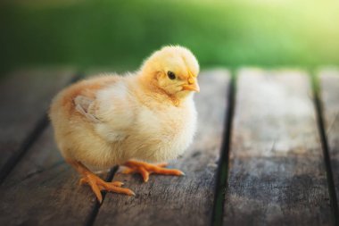 Ahşap stand üzerinde sarı küçük tavuk. Kümes hayvanları yetiştirme ve satış