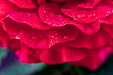 Kırmızı gül yaprakları, çiğ kaplı, sabahları bahçede