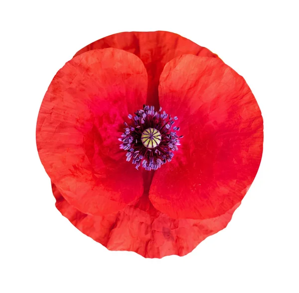 Bloem Van Papaver Witte Geïsoleerde Achtergrond Remembrance Day Anzac Day — Stockfoto