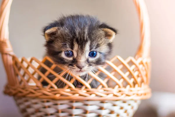 Petit Chaton Rayé Regarde Hors Panier — Photo