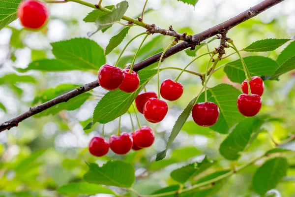 Rote Reife Beeren Kirsche Auf Einem Ast — Stockfoto