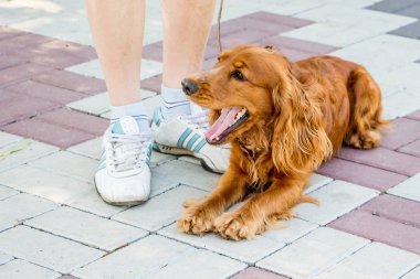 Çekici bir köpek Cocker Spaniel ustanın ayakları yakınında kaldırım yatıyor
