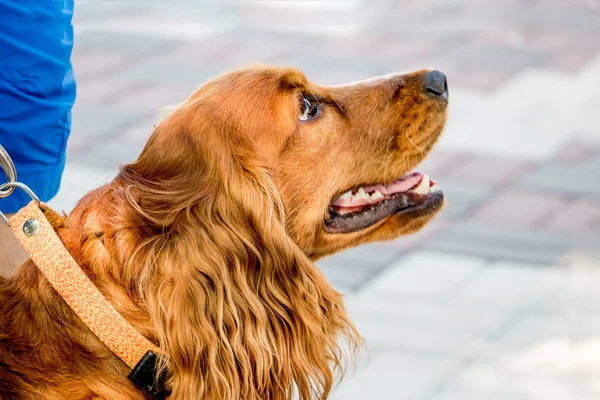 Retrato Perro Raza Cocker Spaniel Que Propietario Tiene Correa — Foto de Stock