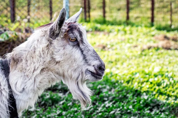 Portrait Une Chèvre Gros Plan Sur Fond Flou — Photo