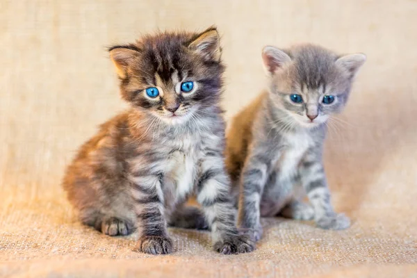 信頼する外観を持つ2つの小さな魅力的な子猫 — ストック写真