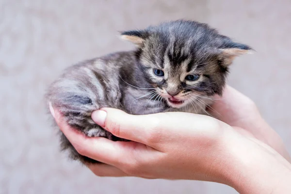 Kız Elinde Küçük Bir Kabarık Kedi Yavrusu Tutar Hayvanlar Için — Stok fotoğraf