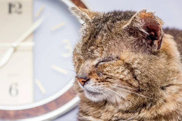 Velho Gato Dormindo Perto Relógio Manhã Hora Acordar Relógio Conta — Fotografia de Stock