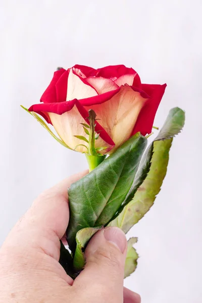 Man Holds Rose His Hand Rose Symbol Love Wonderful Gift — Stock Photo, Image