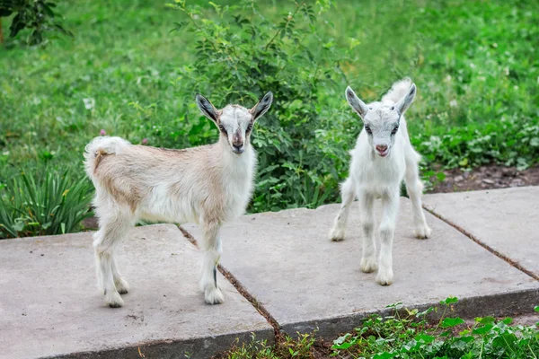 Duas Cabras Quinta Cultivo Animais Domésticos Exploração — Fotografia de Stock
