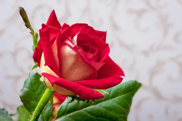 Punainen Ruusu Huoneessa Sumealla Taustalla Onnittelut Lomasta Hyvää Syntymäpäivää — kuvapankkivalokuva