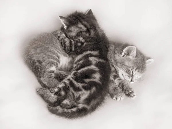 Δύο Γατάκια Ύπνο Αγκαλιάζονται Μεταξύ Τους Γατάκια Είναι Φίλοι — Φωτογραφία Αρχείου