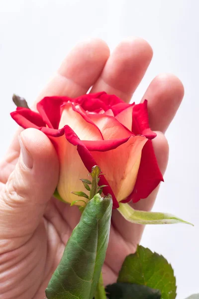 A man holds a rose in his hand. The symbol of caring for nature and love for the beautiful