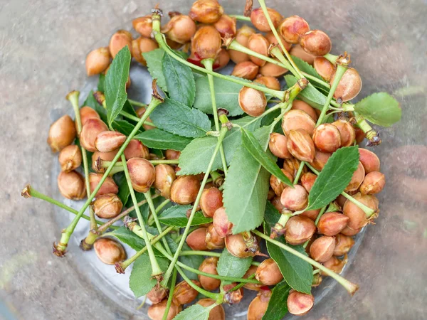 A texture of cherry stones and leaf . Stones of cherries in a plate