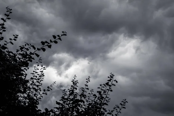 Gren Ett Träd Mot Bakgrund Mörk Stormig Himmel Stormvarning — Stockfoto