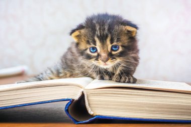 Küçük kedi yavrusu gelişeceğini kitap yakınındaki mavi gözlü. Okumak öğrenci öğrenir. Klasik okuma ve macera edebiyat