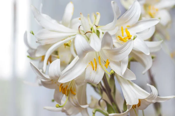 A bunch of white lilies decorate the room. White flowers as a gift to a woman. Growing and selling white lilies