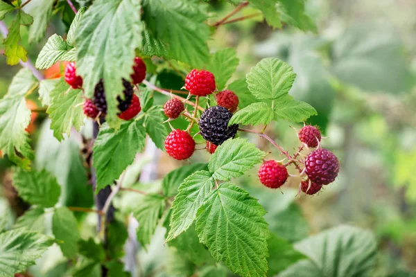 Branch of black raspberries during maturation. Raspberry - a great vitamin food for dessert