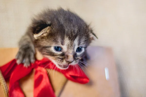 Gatito Paquete Regalo Kitten Gran Regalo Cumpleaños Gatito Insoportable Para —  Fotos de Stock
