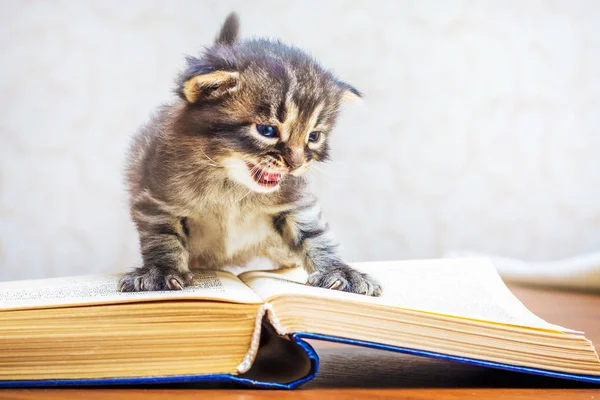 Mavi Gözlü Çizgili Bir Kedi Yavrusu Bir Kitap Üzerinde Oturuyor — Stok fotoğraf