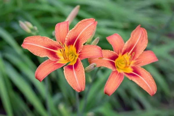 庭の緑の背景の花にオレンジの つのユリ — ストック写真