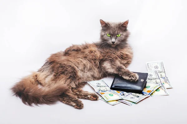 Tüylü kedi bir çanta ve dolar yakın yalan söylüyor. Zengin bir kişi ve iş hayatındaki başarısının sembolü