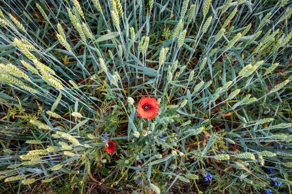Flower Poppy Field Wheat Ears Top View — Stock Photo, Image