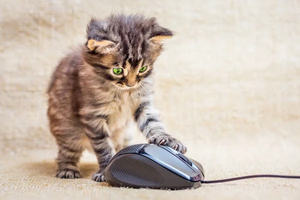 Piccolo Gattino Strisce Viene Giocato Con Mouse Del Computer Esperto — Foto Stock