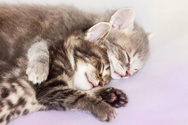 Little kittens sleep by hugging. Sweet dream is small