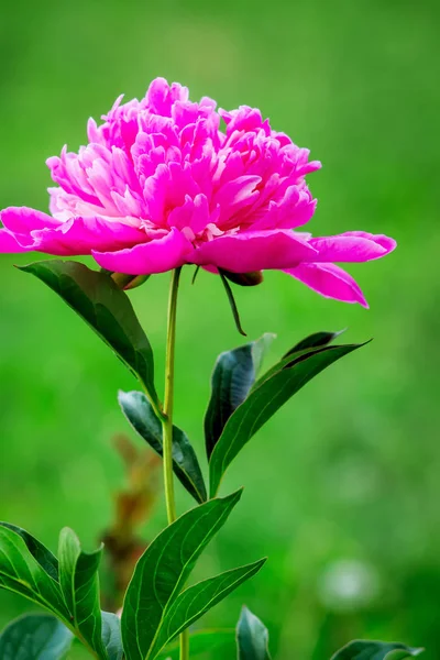 Kukka Vaaleanpunainen Pion Vihreällä Taustalla Puutarhassa Kasvatus Myynti Kukkia — kuvapankkivalokuva