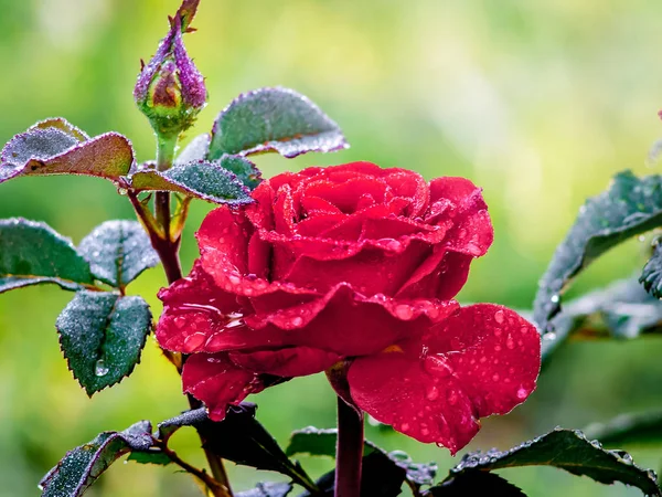 Rode Roos Met Een Knop Tuin Regen Dauw Druppels Rozenstruiken — Stockfoto