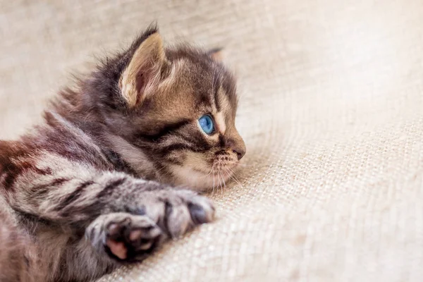 Mavi gözlü çizgili kahverengi yavru kedi dinlenme ve dikkatle dört gözle