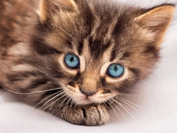 Mavi Gözlü Küçük Şeritli Bir Yavru Kedi Uzanır Sahibi Görünüyor — Stok fotoğraf