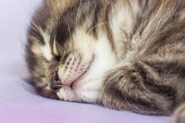 A little kitten sleeps and sees sweet dreams. Carefree childhood