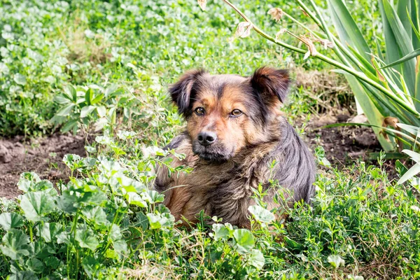 Brown Dog Lying Grass Garden Dog Protects Property — Stock Photo, Image