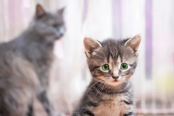 Gatinho Listrado Com Olhos Verdes Senta Perto Sua Mãe Olhando — Fotografia de Stock