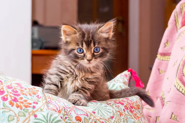 Little Striped Kitten Blue Eyes Sitting Bedroom Pillow — Stock Photo, Image