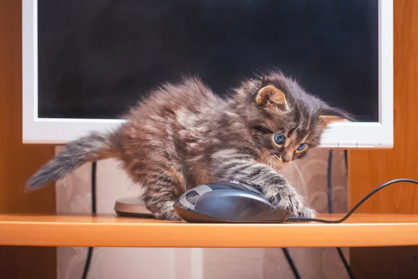 Gatito Esponjoso Juega Con Ratón Computadora Trabajar Con Ordenador Oficina —  Fotos de Stock