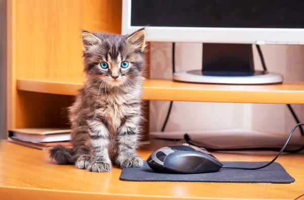 줄무늬 얽히고 고양이는 컴퓨터 근처에 컴퓨터 마우스 근처의 고양이 — 스톡 사진