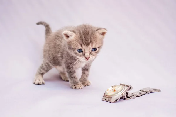 Gatinho Grisalho Olha Atentamente Para Relógio Gatinho Fundo Leve — Fotografia de Stock