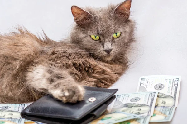 Kabarık bir kedi bir cüzdan ve dolar yakınında yatıyor. Zengin bir adamın sembolü, başarılı bir işadamı