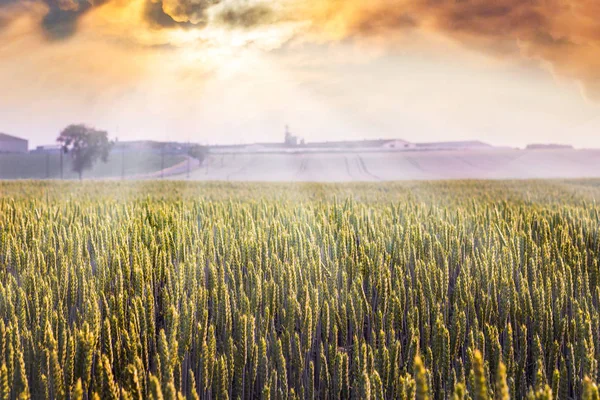 Alba Sul Campo Campo Grano Durante Tramonto Coltivazione Cereali — Foto Stock