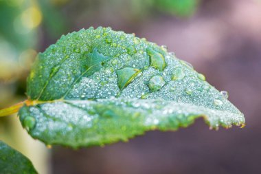 Yağmur damlası olan bir gül yaprağı. Yağmurlu yaz günü