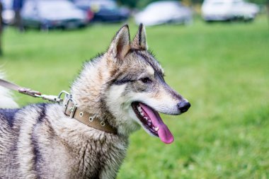 Otomobil yakın yeşil bulanık arka plan üzerinde profil gri Husky (Laika) portresi. Yağmurlu havalarda doğada köpek