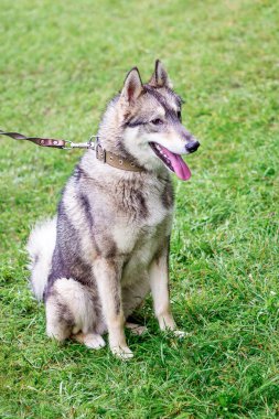 Gri Laika (Husky) yeşil çim üzerinde oturuyor. Liaika parkta tasma üzerinde