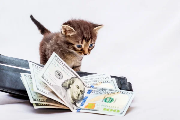 Cüzdan yanında dolar olan küçük bir yavru kedi. İlk kazançlar. Başarılı bir iş için kar almak zamanı